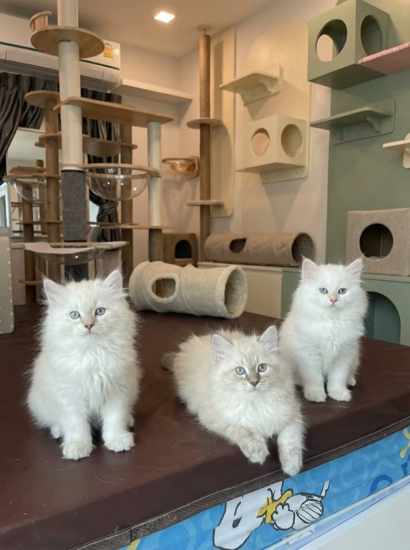 ลูกแมวใน Cattery พร้อมอุปกรณ์ครบครัน