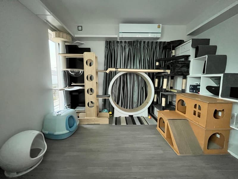 ห้อง Cattery พร้อม Cat Wheel และอุปกรณ์เสริมพัฒนาการ
